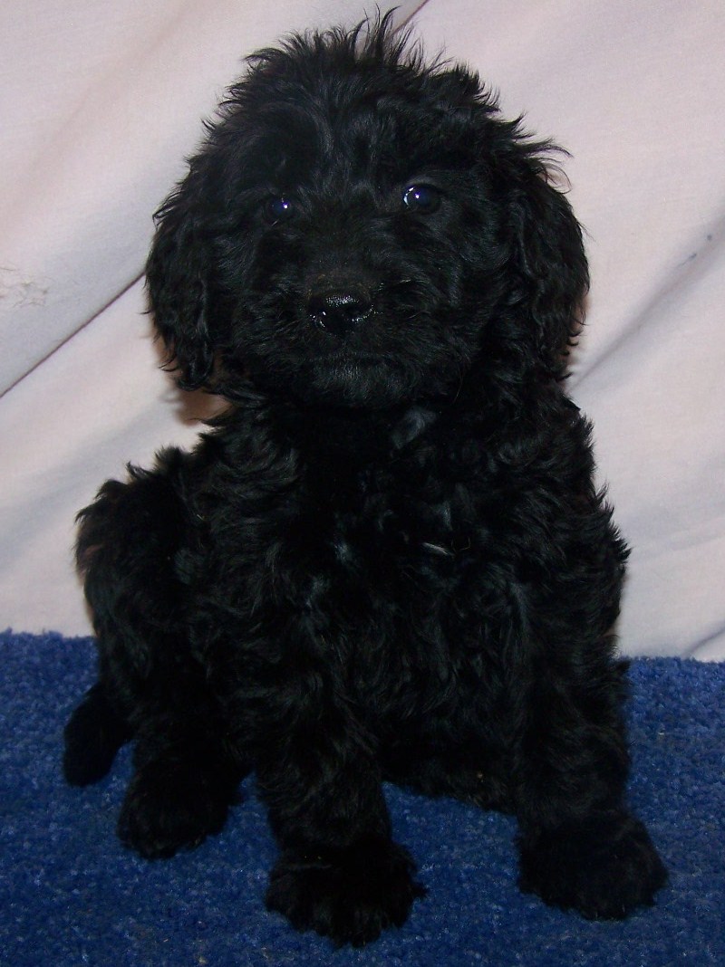 Puppies for sale, Goldendoodle puppy’s, Goldendoodles