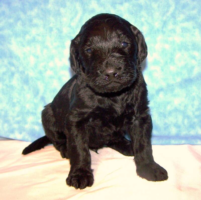 Black Goldendoodle puppies, Goldendoodle puppies for sale