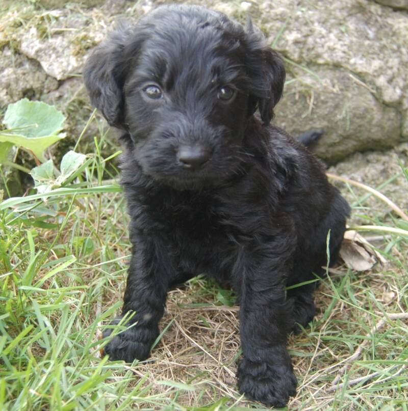 black goldendoodle puppy